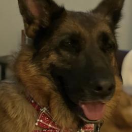 German Shepherds from Schulze German Shepherds