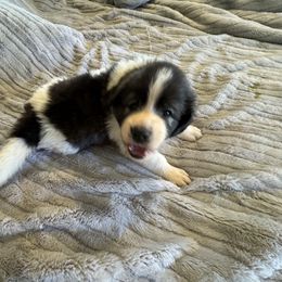 Red girl - White and black female Pyrenean Mastiff puppy in Sonora, California from Mastini Sierra Pyrenean Mastiffs