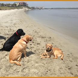Labrador Retrievers from King's Ransom Labradors