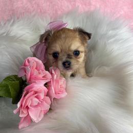 Talia - Merle female Chihuahua puppy in Gloucester, Virginia from Charlotte's Web of Chihuahuas