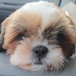 Shih Tzu puppies from Raincross Shih Tzu