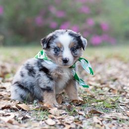 Rex - Gray Collar - Blue merle Miniature Australian Shepherd puppy in Lacombe, Louisiana from Indigo River Toy & Mini Aussies