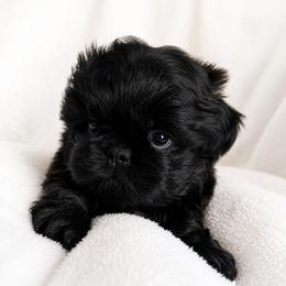 Roma price is 2800 - Black male Shih Tzu puppy in Kempner, Texas from Shih Tzu Reign