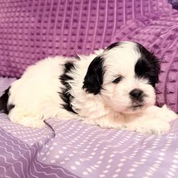 Kingsley-Born Christmas Day - Black and white male Shihpoo puppy in Whitehall 18052, Pennsylvania from Lilli’s Shih tzus and Shih poos