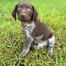 Clyde - Liver and white male German Shorthaired Pointer puppy in Georgia from CMC Farms