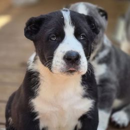 Daisy - Black female Central Asian Shepherd Dog puppy in Bella Vista, Arkansas from NWA Cane Corsos
