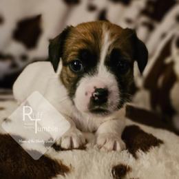 Girl 1 - White and tan female Russell Terrier puppy in Harvel, Illinois from Ruff and Tumble Russell Terriers