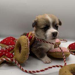 Blue Collar - Red male Pembroke Welsh Corgi puppy in Abingdon, Virginia from Em-K Kennels