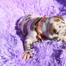 Orange Collar Fawenquin Male - Great Dane puppy from Texas Blue Danes