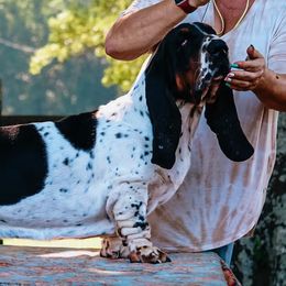 Don Giovanni - Basset Hound