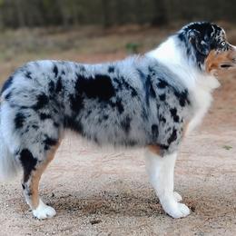 Radon - Australian Shepherd