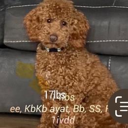 Labradoodle Puppies from Jazzy's Doodles