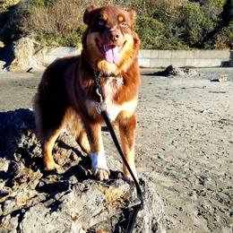Australian Shepherd All Grown Up from Majestic Skyes Aussies