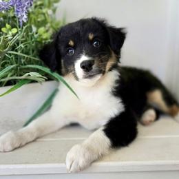 Flopsy - Black tri male Miniature Australian Shepherd puppy in Port Saint Lucie, Florida from Charlene Brannon's Mini Australian Shepherds