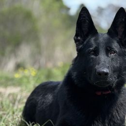 German Shepherds from Haus des Schutzes