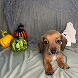 Vegeta - Red male Dachshund puppy in Park Hills, Missouri from Sugar Pop Dachshunds