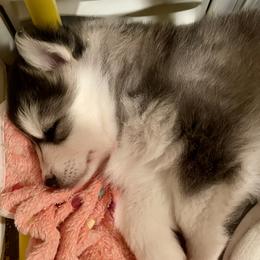 Pomsky Puppies from Blue Sky Pomsky