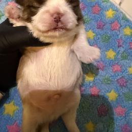 Boy 1 - Sable and white male Shih Tzu puppy in Humboldt, Iowa from Hill’s Puppies