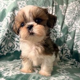 Danny - Red and white male Shih Tzu puppy in Hemet, California from Aloha Shih Tzu