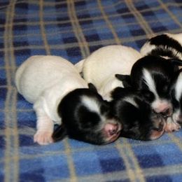 Havanese Puppies from Selah Havanese