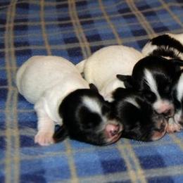 Havanese Puppies from Selah Havanese