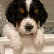 French Brittany Puppies from Breezy Point Brittanys-French and American