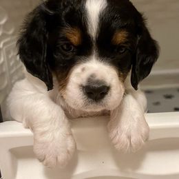 French Brittany Puppies from Breezy Point Brittanys-French and American