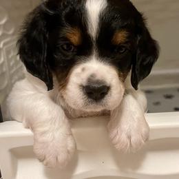 French Brittany Puppies from Breezy Point Brittanys-French and American