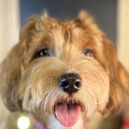 Ernie - Havanese