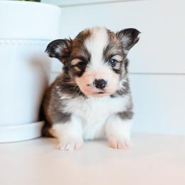 JUNIPER - White and fawn female Pembroke Welsh Corgi puppy in Mona, Utah from Sorensen Corgis