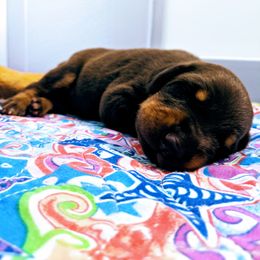 Doberman Pinscher Puppies from Allettare Dobermans