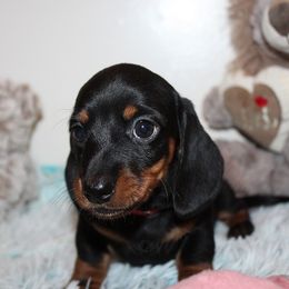Girl 1 - Black and tan female Dachshund puppy in Craig, Colorado from Rocky Mountain Shih Tzus and Dry Creek Miniature Dachshunds