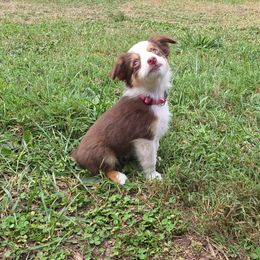Pink Collar - Fiona - Red tri female Miniature Australian Shepherd puppy in Aurora, Missouri from Barnyard Mini Aussies