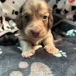 Choc boy - Cream male Dachshund puppy in Hebron, Indiana from MCS Dachshunds