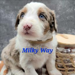 Milky Way - Brown merle male Aussiedoodle puppy in Boonville, North Carolina from Branch Creek kennels
