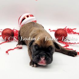 Boston Terrier and Boxer Puppies from CC's Boston & Boxer Babies