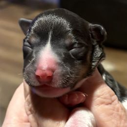 Camaro - Black white and tan male Rat Terrier puppy in Savoy, Texas from Rockin EZ Rat Terriers