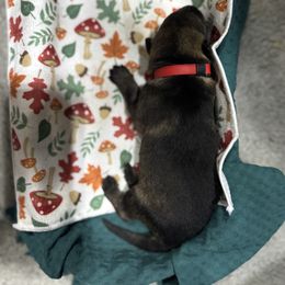 German Shepherd puppies from Von Holbrook Kennels