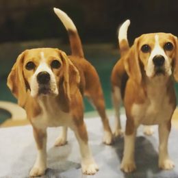 Beagle All Grown Up from Redd Devils