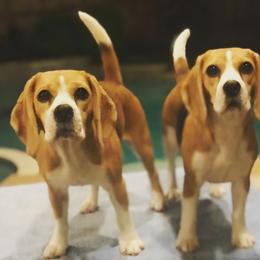 Beagle All Grown Up from Redd Devils