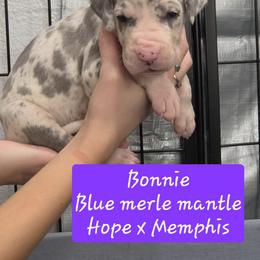 Bonnie - Mantle merle female Great Dane puppy in Longview, Texas from Lazy A Danes