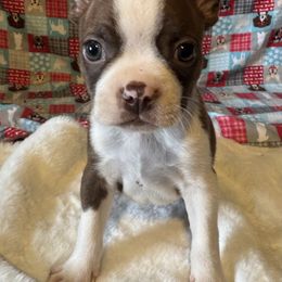 Garth - Seal brindle and white male Boston Terrier puppy in Wellington, Ohio from Twist of Faith Farms