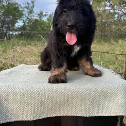 Surf - Black tri-color male Aussiedoodle puppy in Eastland, Texas from H5 Mini Doodles