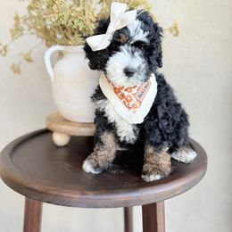 Rosetta - Black tri-color female Assorted Doodle Crosses puppy in Springville, Utah from JW Doodles