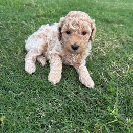 Willow - Cream female Cockapoo puppy in Mesa, Arizona from Goldenpaw Cockapoos