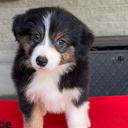 Dottie - Black tri female Miniature American Shepherd puppy in Florseville, Texas from Ashber Farm