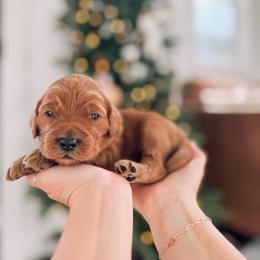 Fortune - Red  male Goldendoodle puppy in Cookeville, Tennessee from Gravelle Family Farm