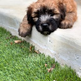 Soft Coated Wheaten Terrier puppies from Swheatie Life