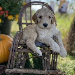 Maple - Apricot male Goldendoodle puppy in Rirock, Arizona from Fire Sky Kennels