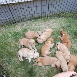 Golden Retriever Puppies from PC Goldens